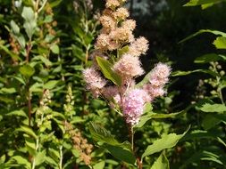 burnby gardens flower