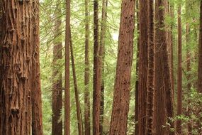 trees in a green forest in spring