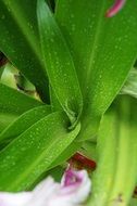 sharp green leaves of a plant close up