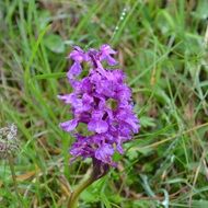 alpine orchid close-up