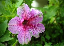 spring colors of flowers