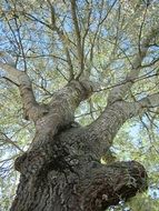 silver poplar tree