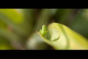 grasshopper insect