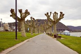 alley along the plane trees on the embankment