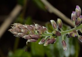 tiny wisteria buds