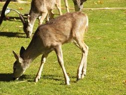 cute deer wildlife portrait