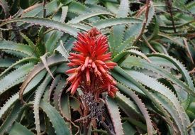 aloe tree fender with red flowers