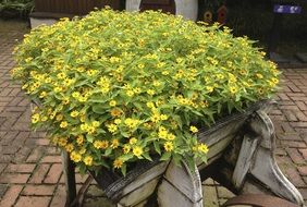 Yellow potted plants