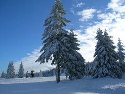 skiers at snowy forest, germany, feldberg