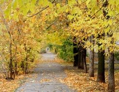 autumn on the path in the park