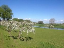 blooming tree on a green meadow