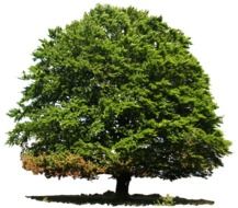 deciduous tree drawing