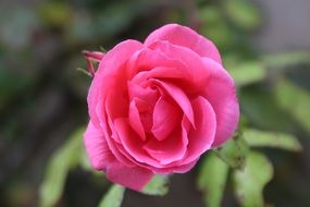 pink rose blossom in the garden