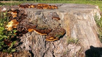 flat mushrooms on a stump on a sunny day close-up