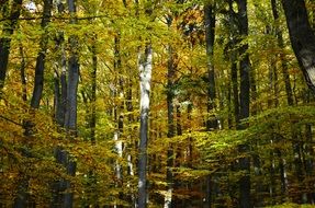 autumn in the deciduous forest