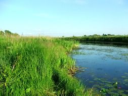 Warta river in nature
