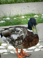 wild duck is a representative of the fauna