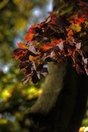 autumn foliage colors Poland