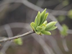 A branch with new shoots