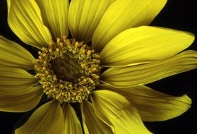 arrowleaf balsamroot
