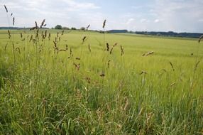landscape of green grass on field