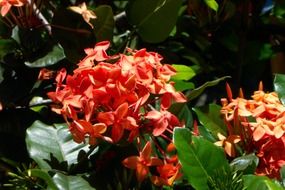 Beautiful orange hat flowers with green leaves in a botanical garden