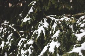 evergreen firtree in winter