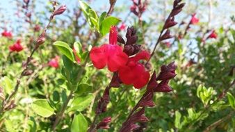 bush of red sage