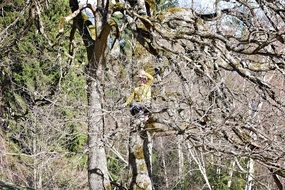 girl climbing bared tree