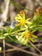 white bumblebee flower