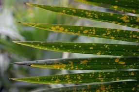 yellowed long leaves