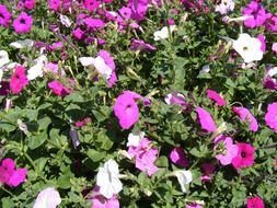 pink and fuchsia petunia flowers