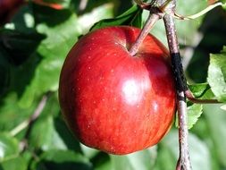 branch with apple fruits close-up on blurred background