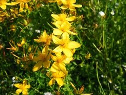 Picture of yellow hypericum flowers