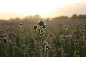 bees over blooming phacelia