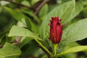 exotic burgundy bud