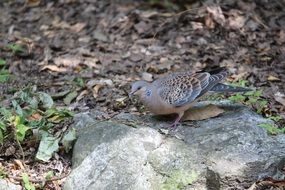 mountain dove on a stone in the forest