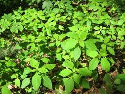 impatiens jewelweed touch me not