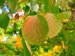 bright autumn colored foliage on tree