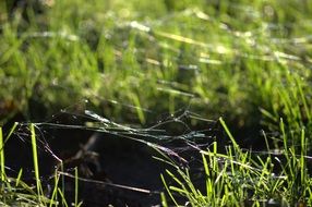 spider webs over grass ground green