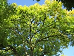 european ash