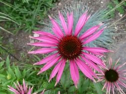 top view on a pink flower in summer