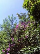 flower of the botanist fields