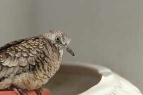 sparrow on hand