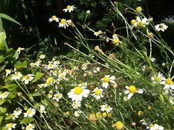 White feverfew flowers