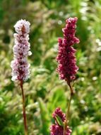 candle knotweed reported