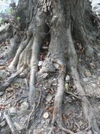 Picture of the tree roots