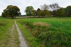 meadow path field tree landscape