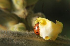 ladybug on the yellow petal