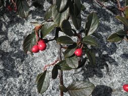 Beautiful red berries with green leaves on a bush at the end of summer